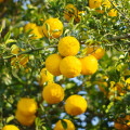 گل یوزو Yuzu Flower